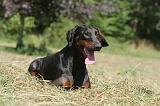 DOBERMANN 113